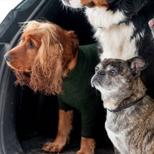 Mersin Kedi ve Kopek Oteli