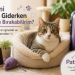 kedimi tatile giderken nereye bırakabilirim