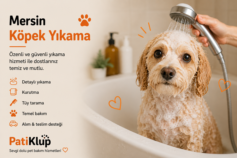 Mersin köpek yıkama - Patiklup