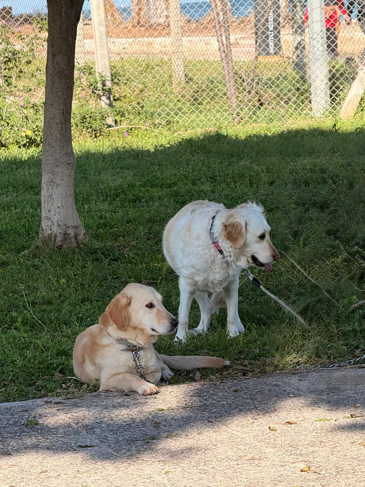 marti ve goldie