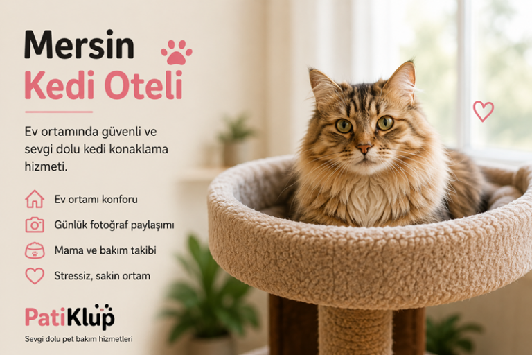 Mersin Kedi Oteli - Patiklup
