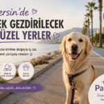 Mersin’de Köpek Gezdirilecek En Güzel Yerler | PatiKlup