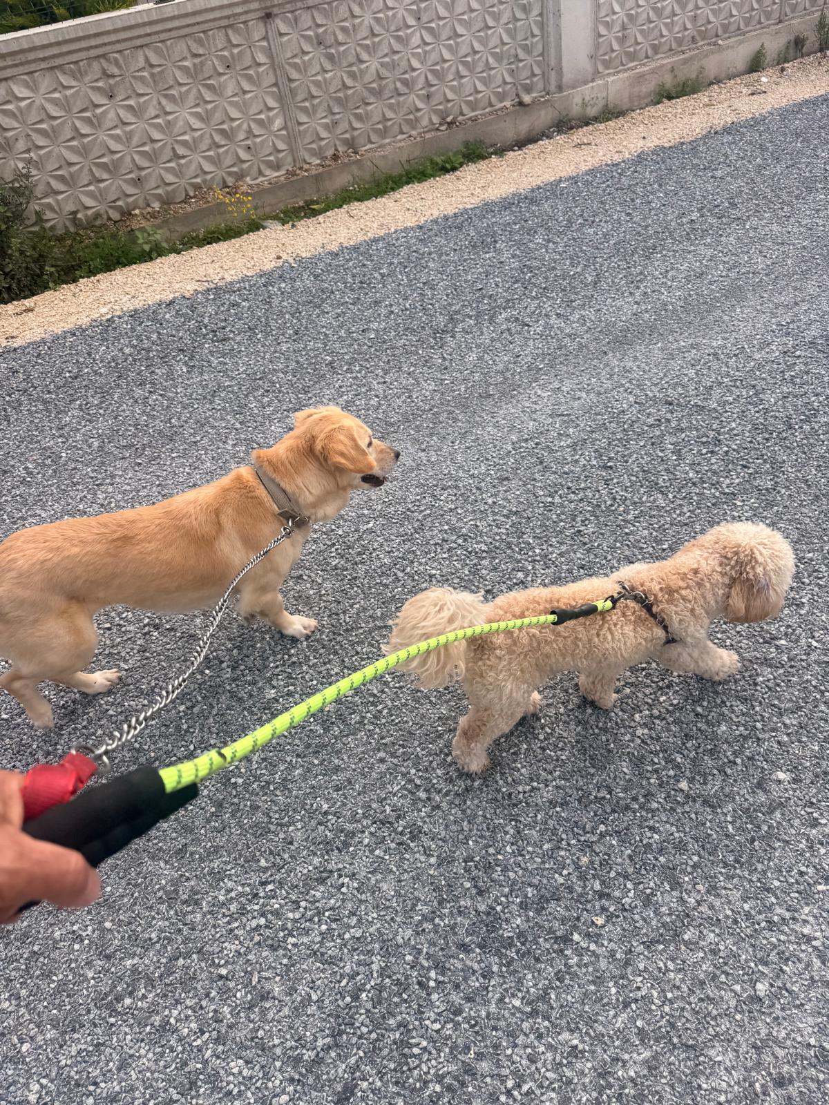tarcin goldie out for a walk