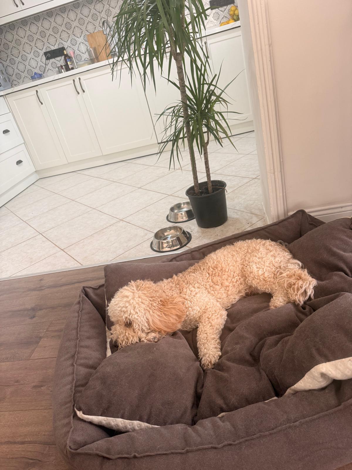 tarcin resting