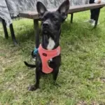 1 yasinda erkek cok oyuncu french terrier kirmasi 1193183