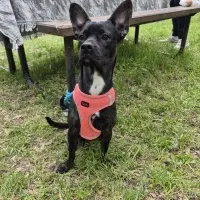 1 yasinda erkek cok oyuncu french terrier kirmasi 1193183