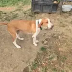 2 yasinda disi kisir american foxhound mukemmel bir dost omurluk yuva 1221888