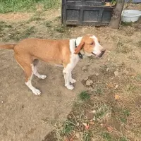 2 yasinda disi kisir american foxhound mukemmel bir dost omurluk yuva 1221888
