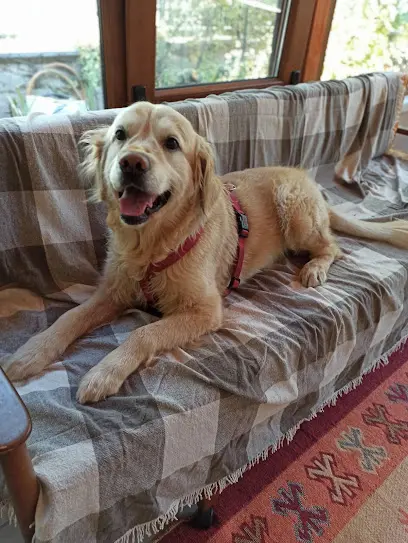 Ankara Pet House Otel 20260812 154834