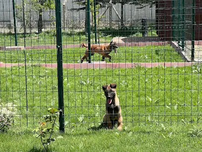 Dogyy Town Akademi ve Köpek Oteli