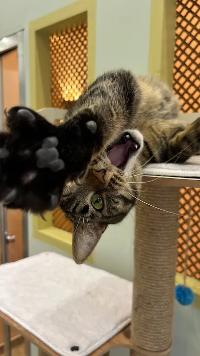 ISTANBUL KEDI OTELI Kedi Pansiyonu 20260816 202707