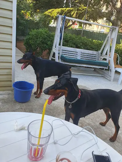 Istanbul Pet Oteli 20260812 085410