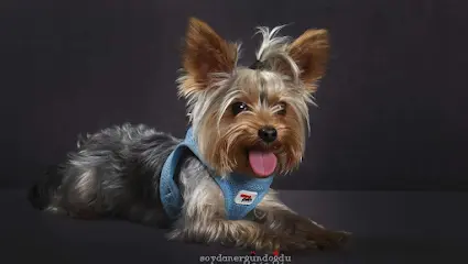 Keyifli Patim Kopek Oteli Kopek Pansiyonu Pet Otel 20260812 085549