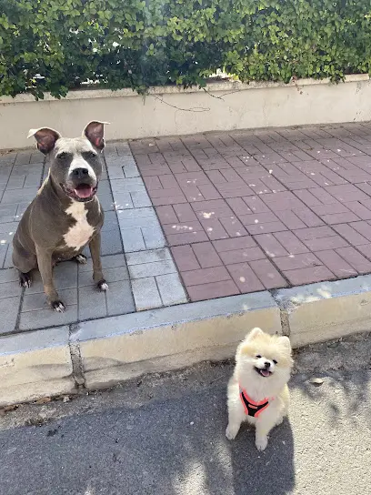 Mersin Dog TrainingMersin Kopek Egitim 20260813 202858