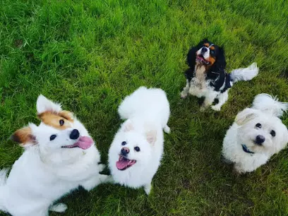 Neseli Pet Otel Kopek Oteli Kedi Oteli 20260812 085655