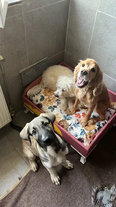 PET RESORT KOPEK OTELIKRESI 20260812 160146