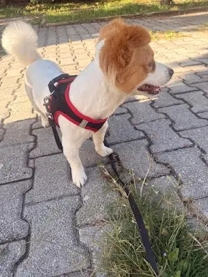 Patiklup Mersin Kedi ve Kopek Oteli 20260812 070209