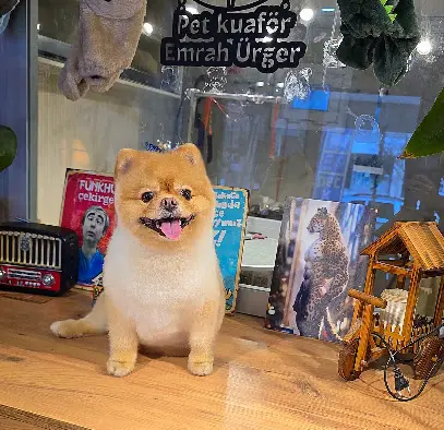 Pet Kuafor Emrah Urger 20260811 193509