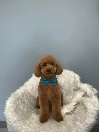 Pet Kuafor Mehmet 20260812 163602