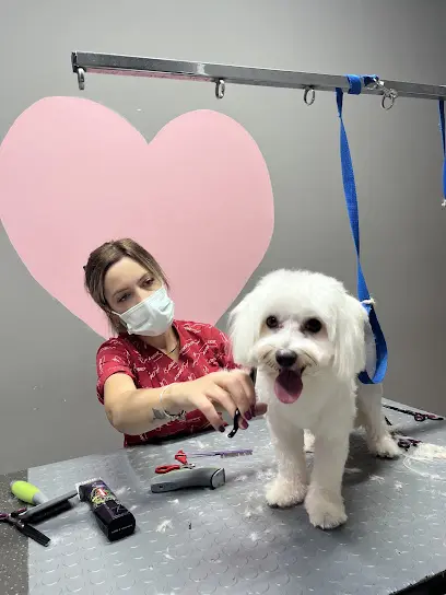 Pet Kuafor Wow Pet Stylist Bursa 20260812 163319