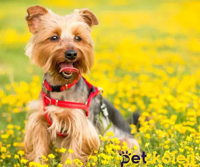 Pet Kuaforu Kedi Kopek Trasi Beylikduzu 20260812 081258