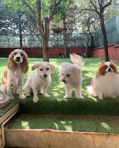 Pet N Fun Otel Ankara Kopek Oteli 20260812 160929