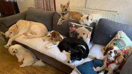 Pet Palas Kopek Oteli 20260812 085058