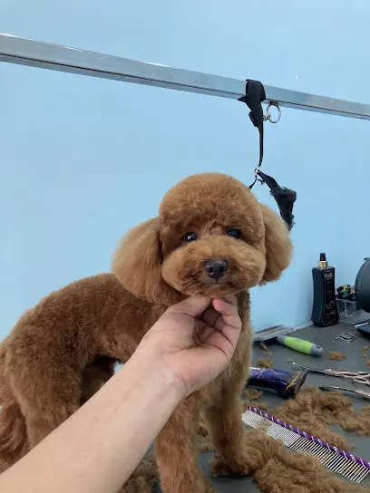Saya Pet Kuafor 20260812 074733