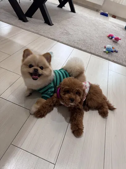 Senna Pet kuaforPetshop 20260811 193701