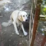 acil ucretsiz sahiplendirme 1207111