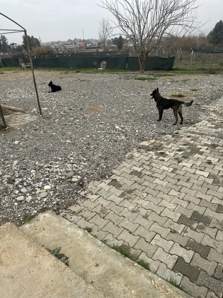 adana dog farm kopek egitim merkezi kopek oteli pet otel 985e0ea6