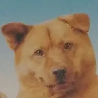 adana konusan petshop profile TnNeqP