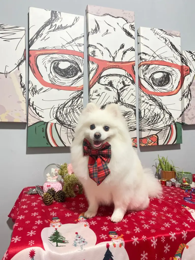 adana pet kuafor my pet grooming 8d0e3ad9
