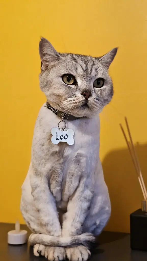 animart pet otel f001b032