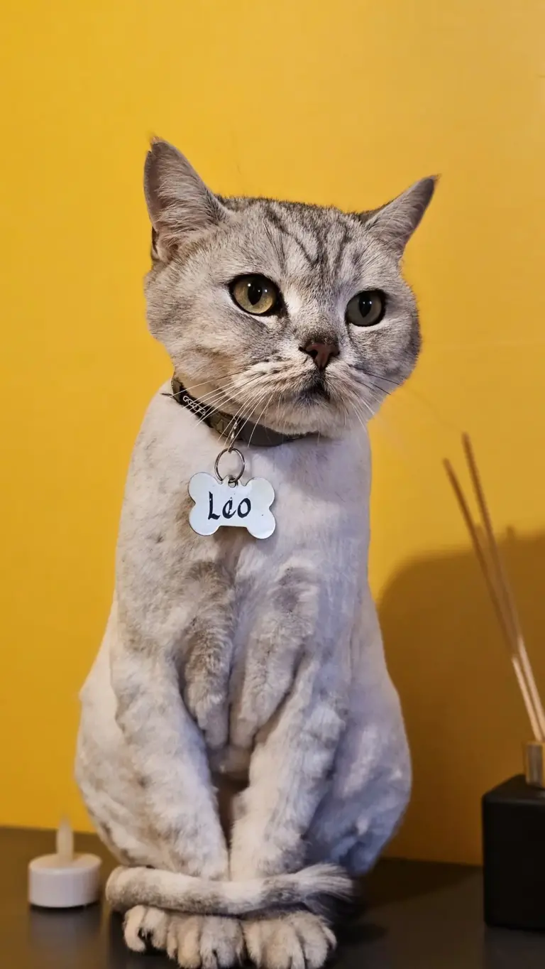 animart pet otel f001b032