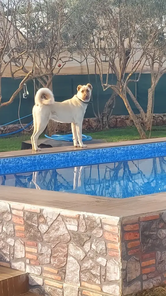 anka ucretli kopek bakimi dog hotel 9c520643
