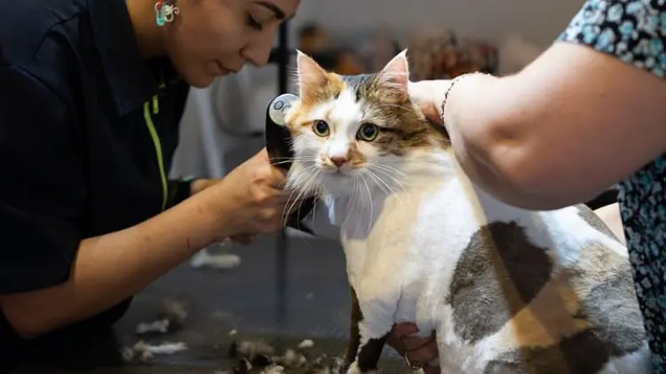 antalya kedi kuaforu 69c27fab