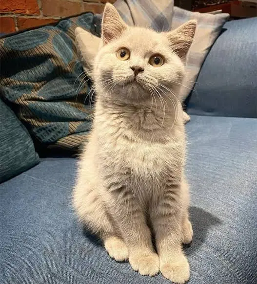 antalya kedi pet otel a3c67aa9
