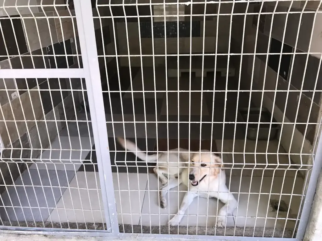 antalya kopek pansiyon pet otel kopek uretim ciftligi lara dog kennel 44876a0b