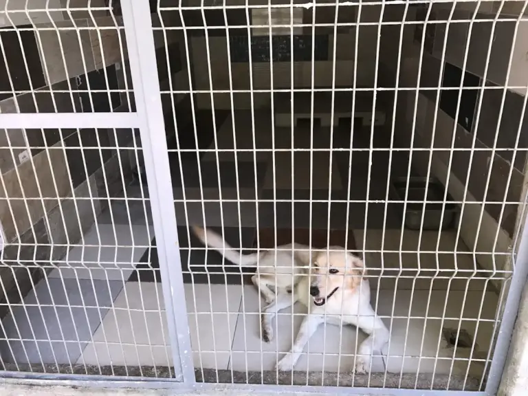 antalya kopek pansiyon pet otel kopek uretim ciftligi lara dog kennel 44876a0b