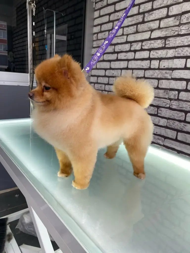antalya pet kuaforu evcil hayvan kedi kopek bakimi ve trasi 774538c6