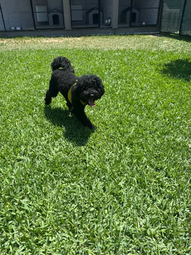 antalya zoofex pet hotel e9154963