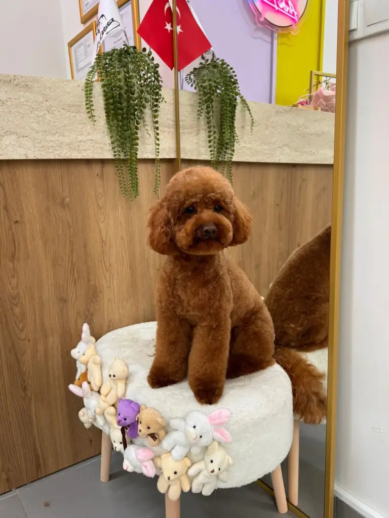 archi paws pet kuafor b343bb8e