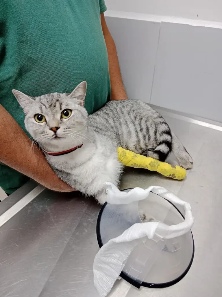 Badem Veteriner Kliniği