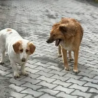 beagle jack russel kirma disi kisir mukemmel dost 1188648