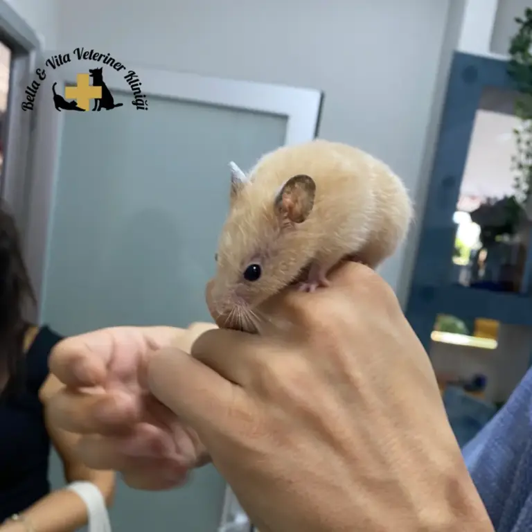 Bella & Vita Veteriner Kliniği