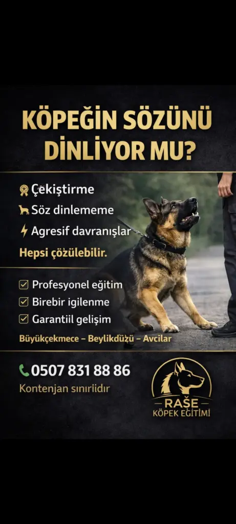 beylikduzu kopek egitim ve pet otel d3f6404c