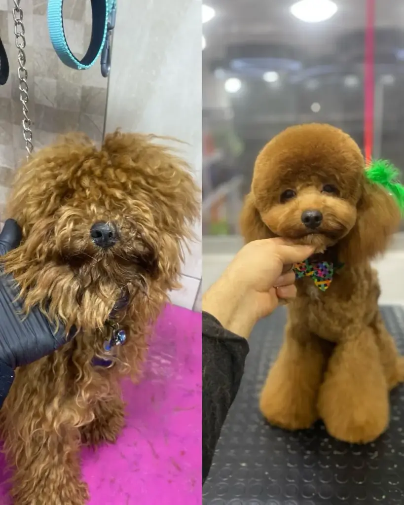 beylikduzu pet kuafor avm profile fBAkzU