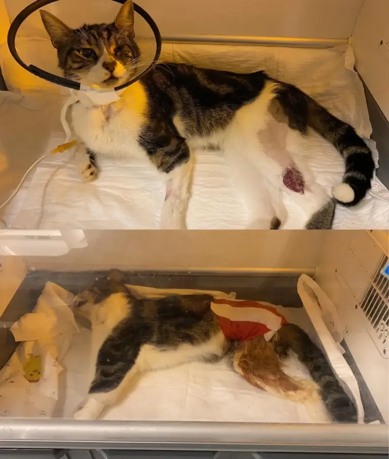 bilgi veteriner klinigi 3fa524b5