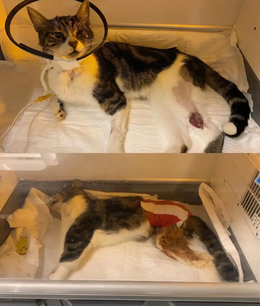 bilgi veteriner klinigi 3fa524b5